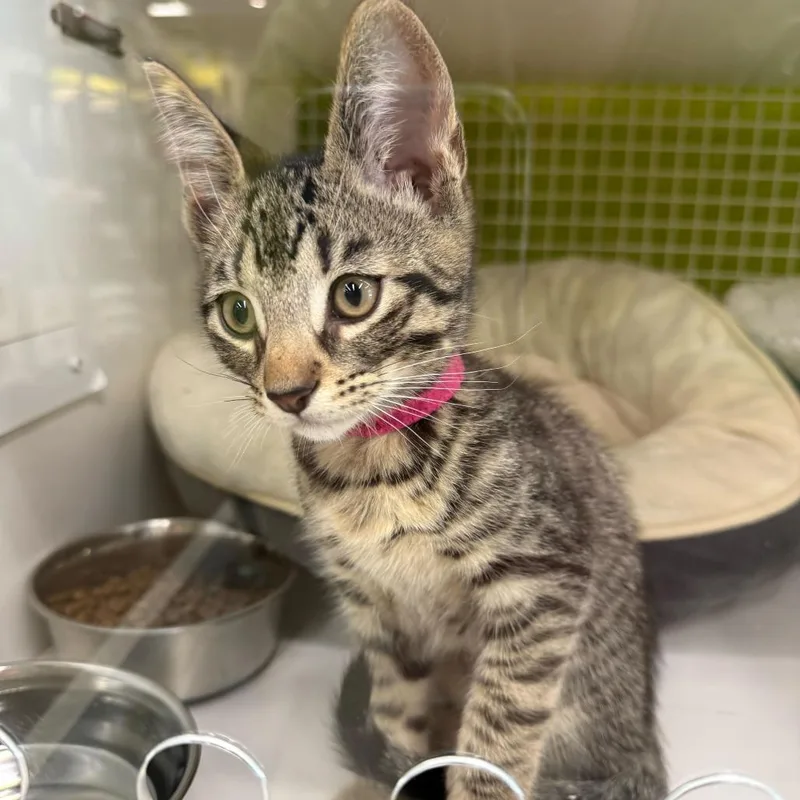 A baby small-sized male Gray / Blue / Silver Domestic Short Hair cat named Pickle for adoption in Tallahassee, FL