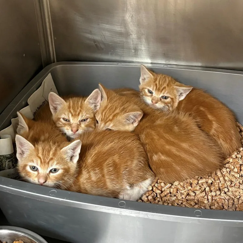 A baby small-sized male Orange / Red Domestic Short Hair cat named Gibson for adoption in Chehalis, WA