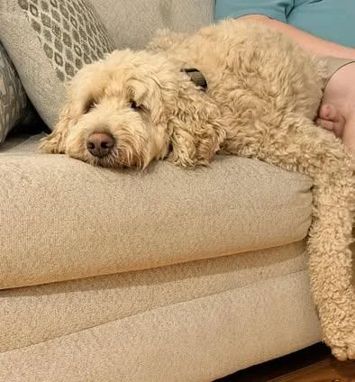 An adult large-sized male White / Cream Goldendoodle dog named Biscuit for adoption in Calera, AL