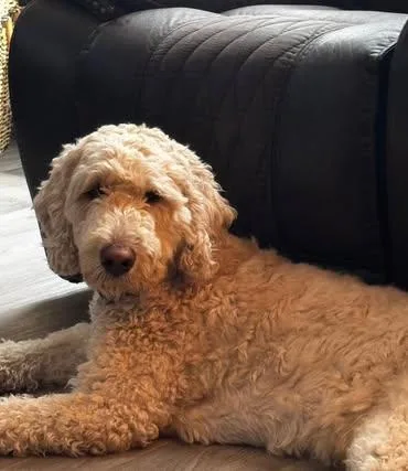 Biscuit thumbnail 6