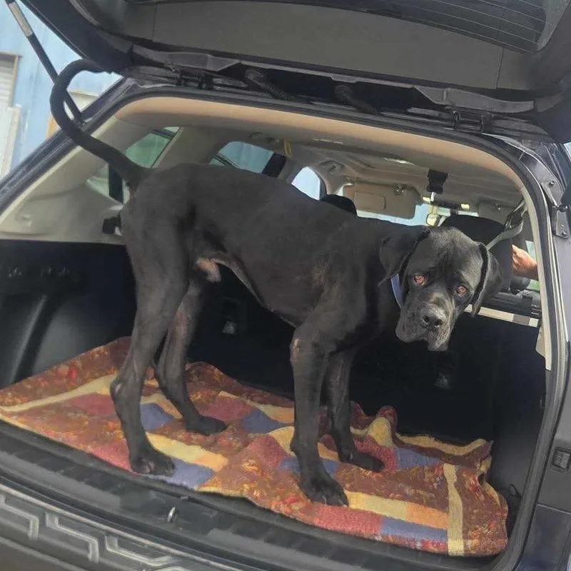 An adult large-sized male Cane Corso dog named Tiny Tim for adoption in Apache Junction, AZ