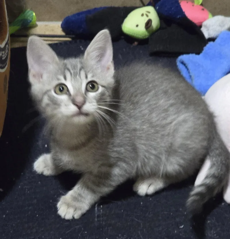 A baby small-sized female Domestic Short Hair cat named Julie for adoption in Houston, TX