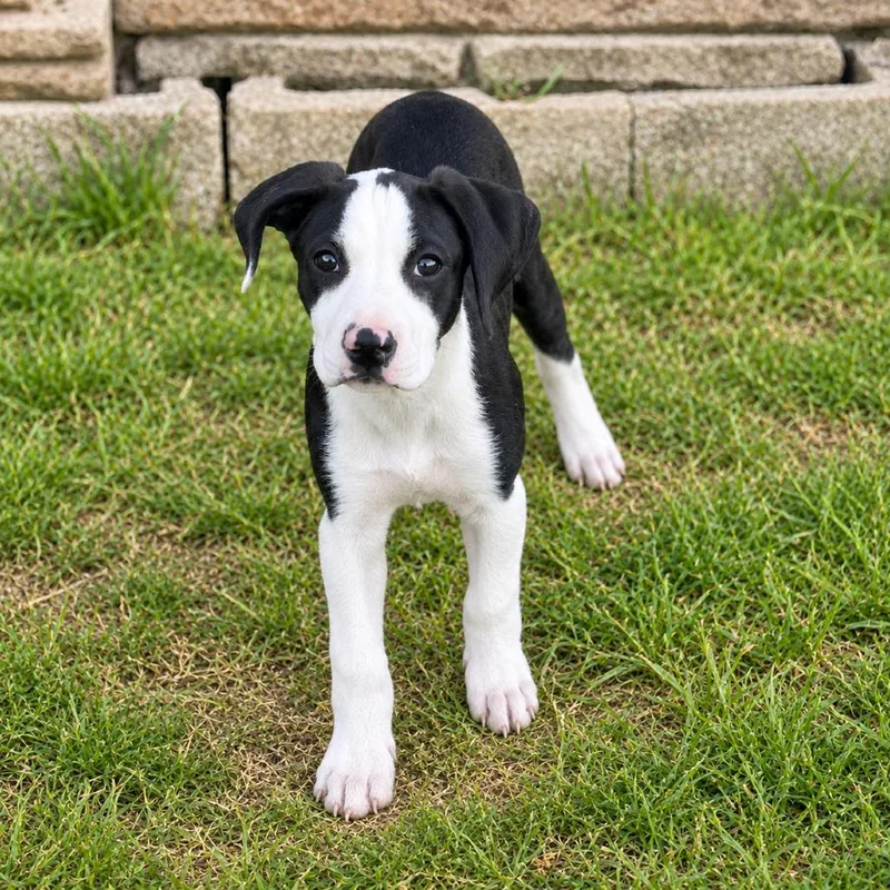 A baby medium-sized male Black Mixed Breed dog named Pua for adoption in Huntsville, AL