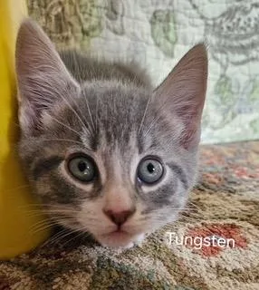 A baby medium-sized male Domestic Short Hair cat named Tungsten for adoption in Parkville, MD