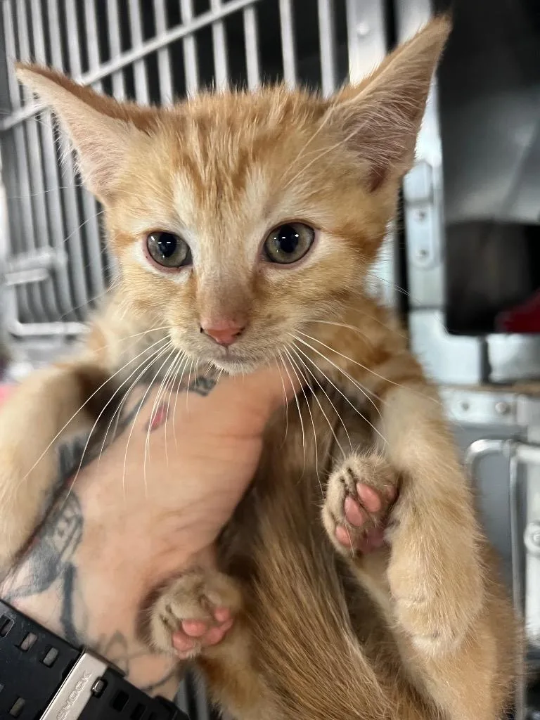 A baby medium-sized male Domestic Short Hair cat named Sanji for adoption in Huntington, IN