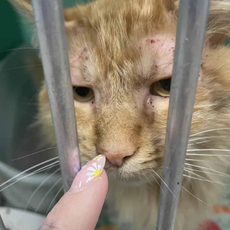 An adult medium-sized male Tabby (Orange / Red) Domestic Medium Hair cat named Frankie for adoption in Holly, MI