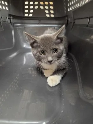 A baby small-sized male Domestic Short Hair cat named Sticky Fingers for adoption in Sacramento, CA