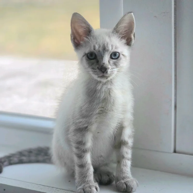 A baby medium-sized female Lilac Point Domestic Short Hair cat named Lil... Little miss sunshine for adoption in Murfreesboro, TN