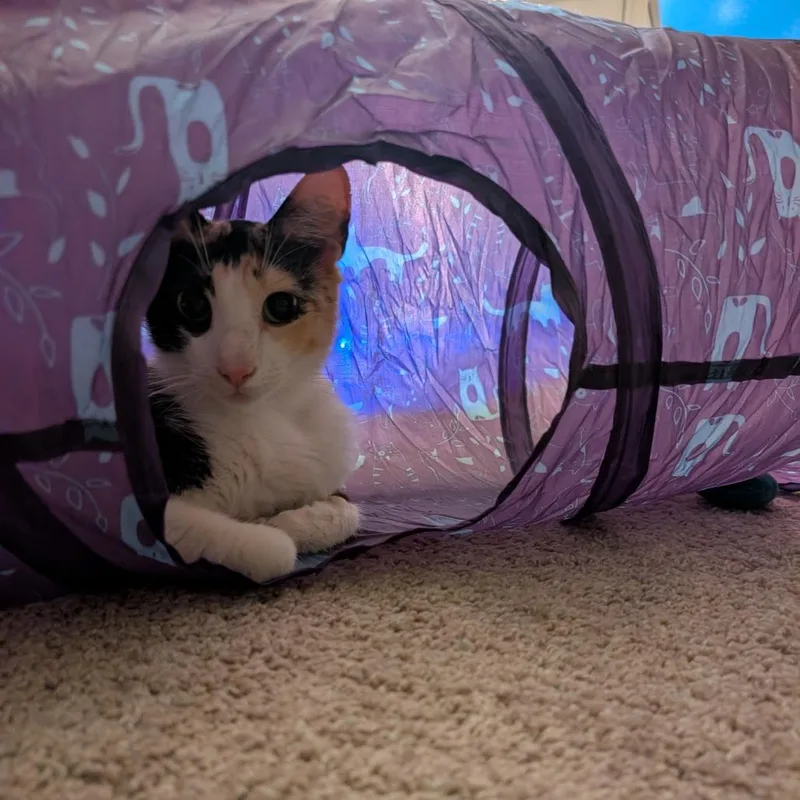 A young small-sized female Calico Domestic Short Hair cat named Europa & Phoebe for adoption in Oceanside, CA