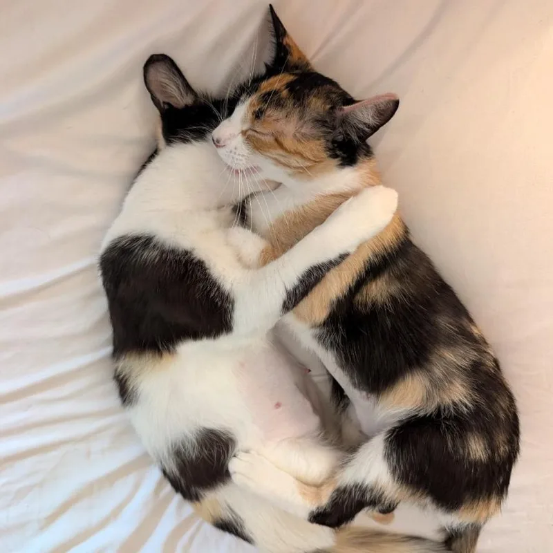 Europa & Phoebe thumbnail 2
