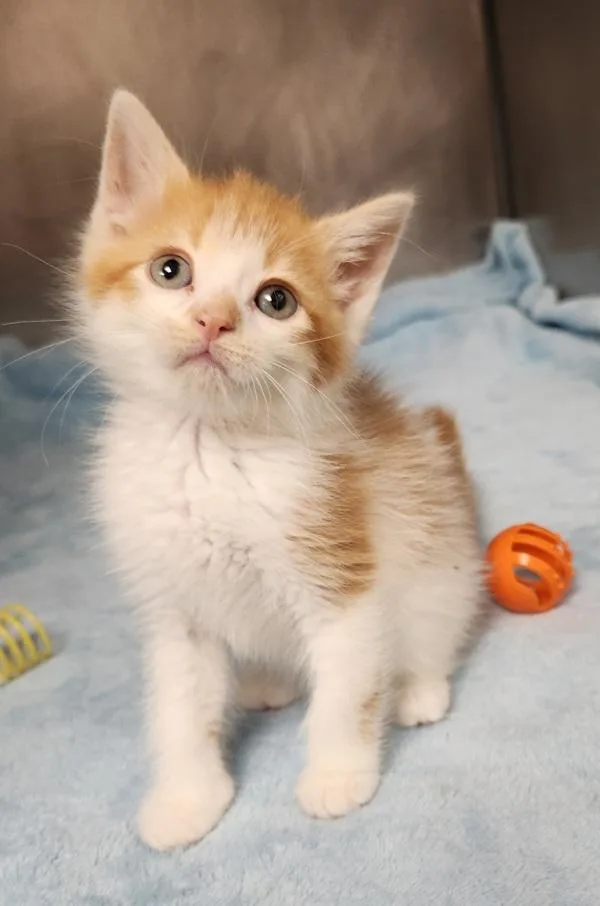 A baby small-sized male Domestic Medium Hair cat named Sunburst for adoption in Canton, GA