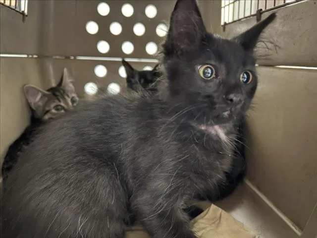 A baby small-sized male Domestic Short Hair cat named Ajax for adoption in Chapel Hill, NC