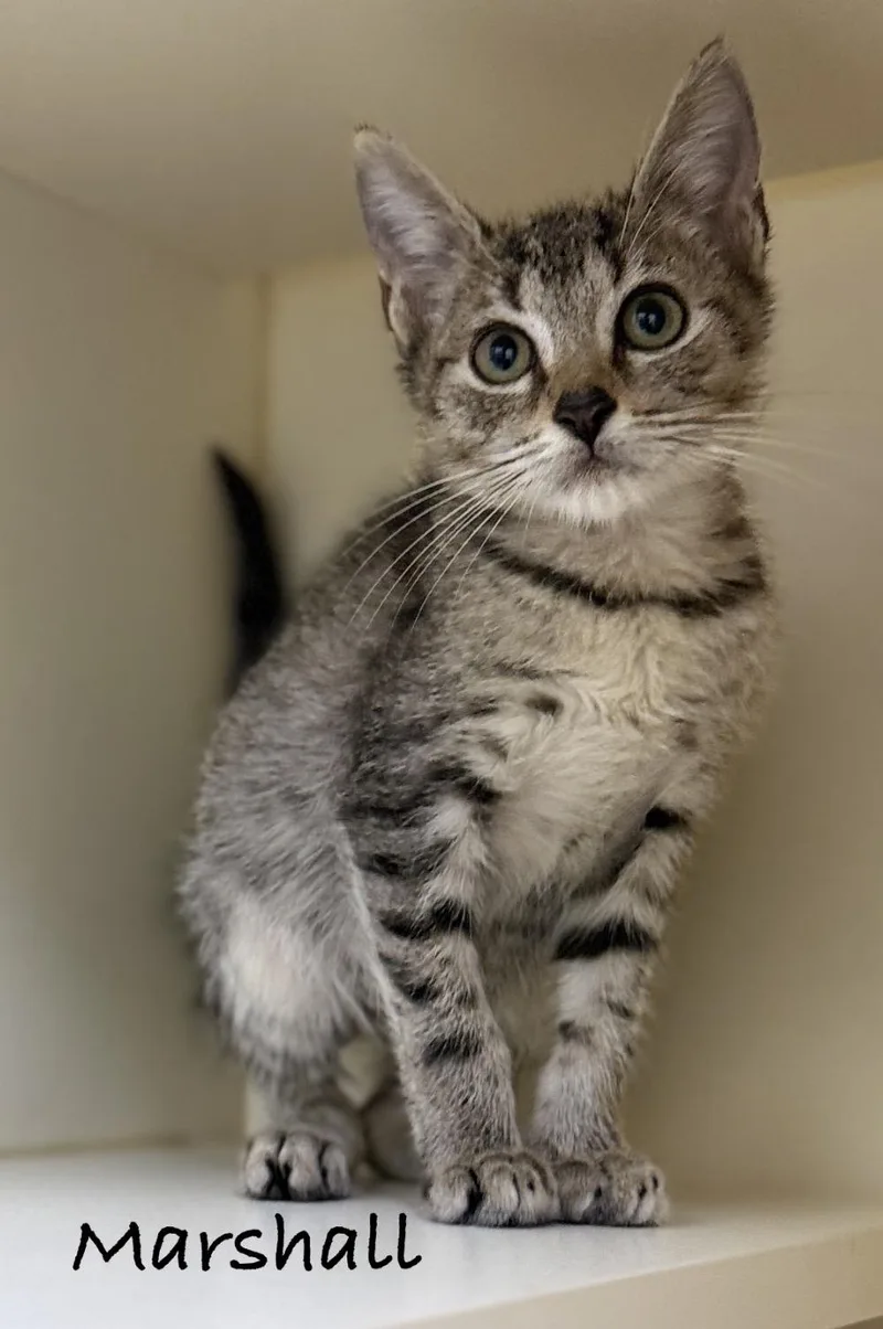 A baby medium-sized male Tabby (Brown / Chocolate) Domestic Short Hair cat named Marshall for adoption in Pawleys Island, SC