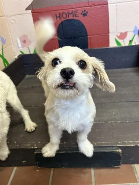 An adult small-sized male Maltese dog named Peanut Butter for adoption in Castaic, CA
