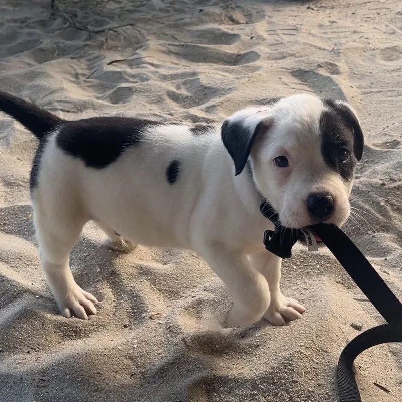 A baby medium-sized male White / Cream Mixed Breed dog named Archie for adoption in Myrtle Beach, SC