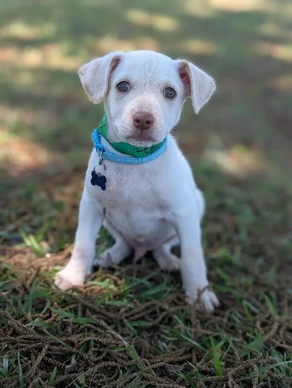 A baby small-sized male White / Cream Feist dog named Leon for adoption in Aiken, SC