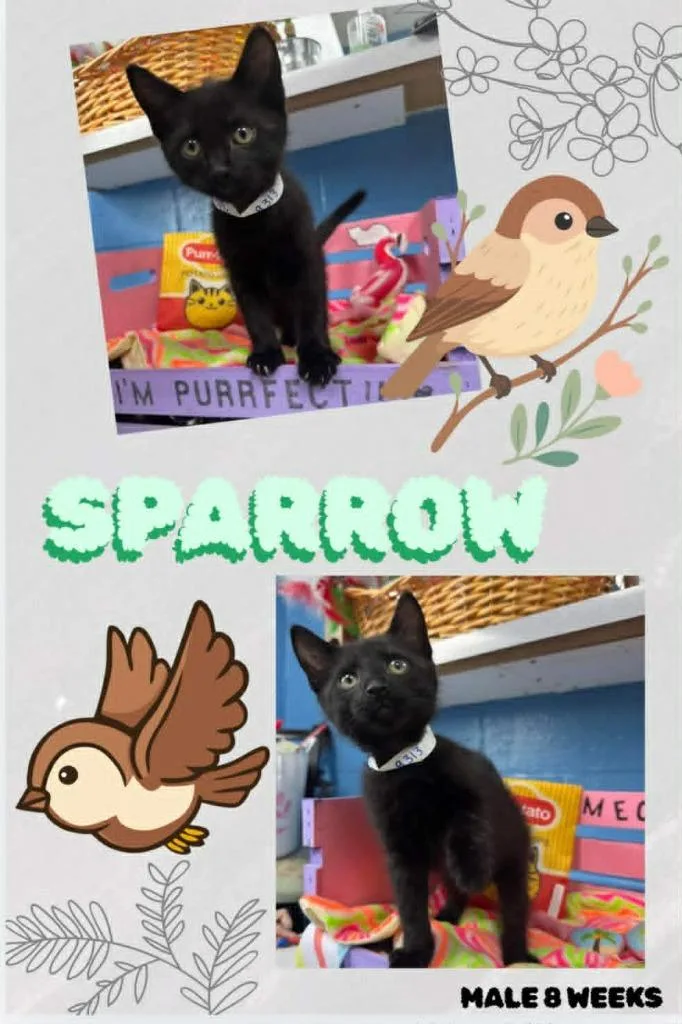 Sparrow