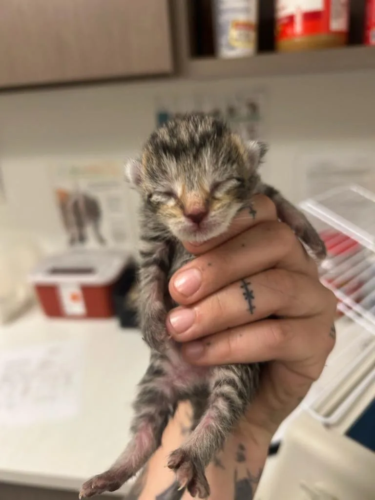 A baby large-sized male Domestic Short Hair cat named Einstein for adoption in Greenfield, IN
