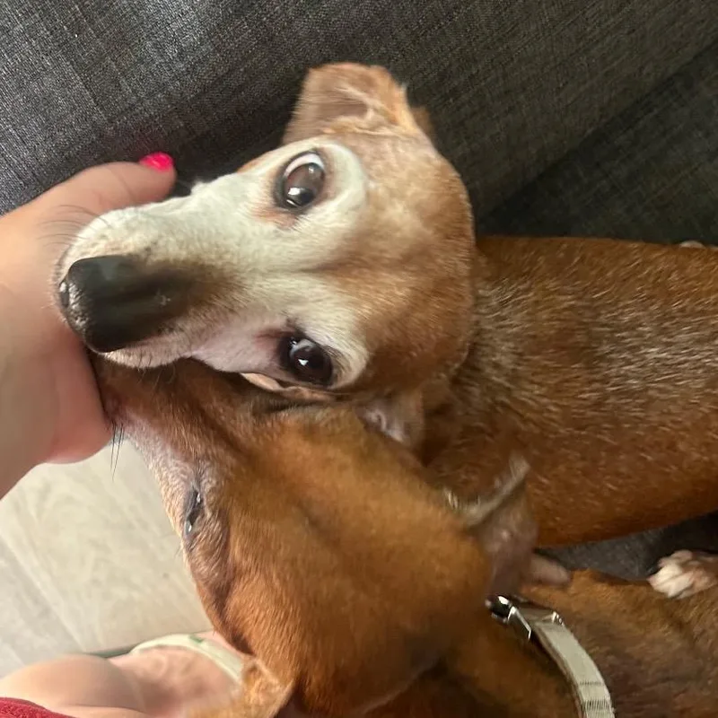 A senior small-sized female Dachshund dog named Gracie for adoption in Las Vegas, NV
