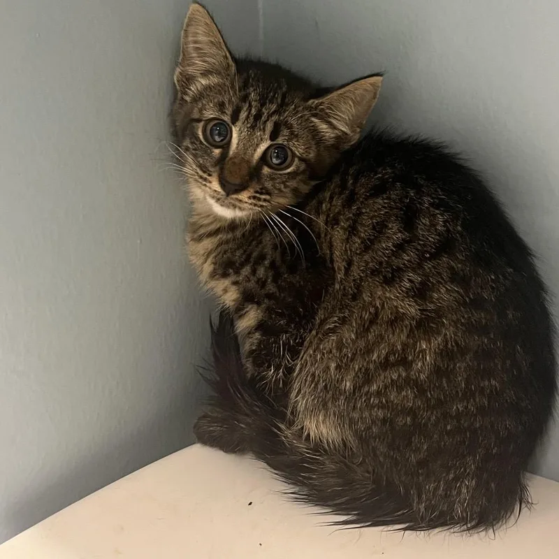 A baby small-sized female Brown / Chocolate Domestic Short Hair cat named Green Bean for adoption in Chattanooga, TN