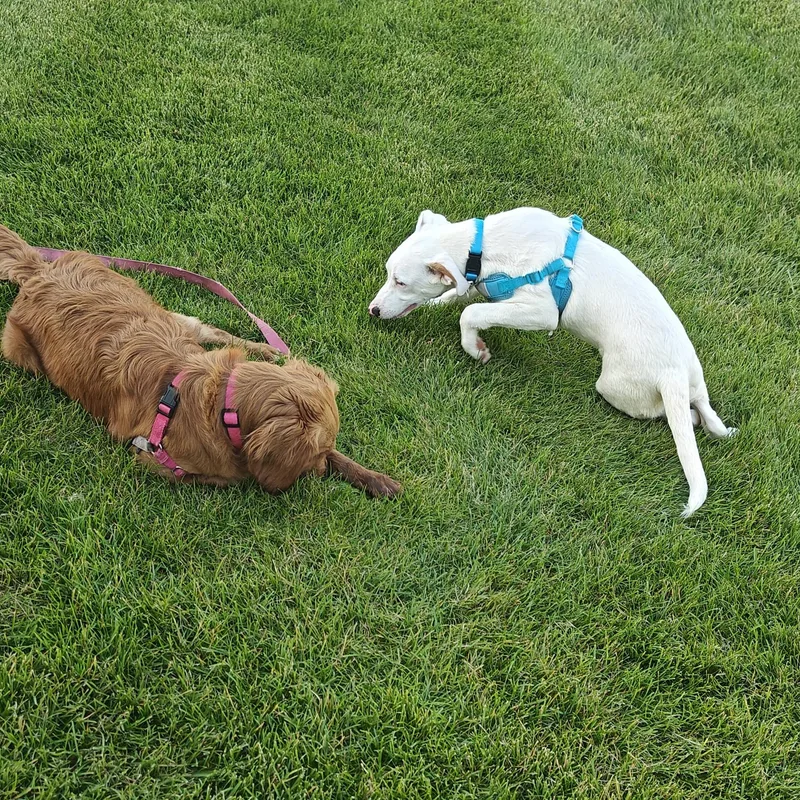 A baby large-sized male White / Cream Labrador Retriever dog named Andy for adoption in Plainfield, IL