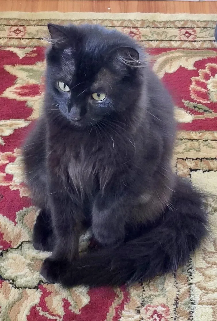 A baby medium-sized female Domestic Medium Hair cat named Sunflower for adoption in Red Bank, NJ