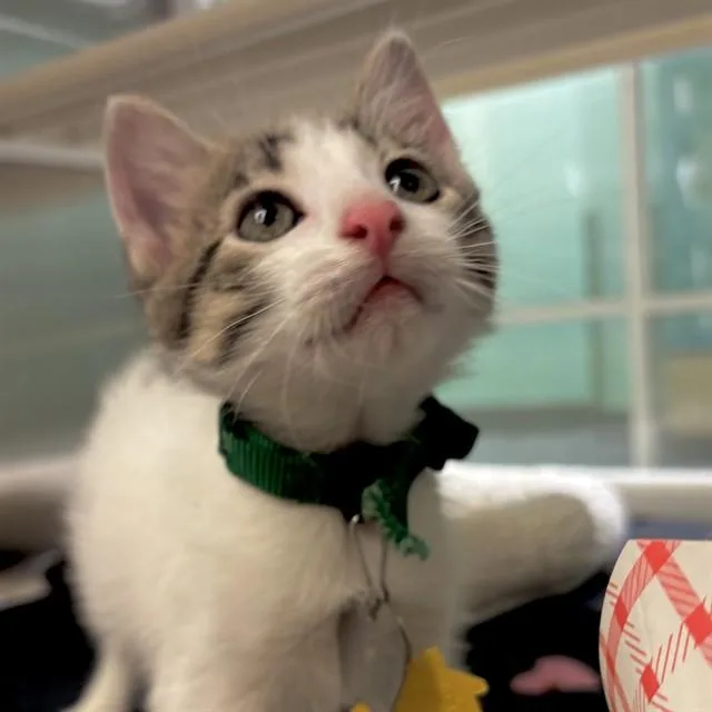 A baby small-sized male Domestic Short Hair cat named Finch for adoption in St. Louis, MO