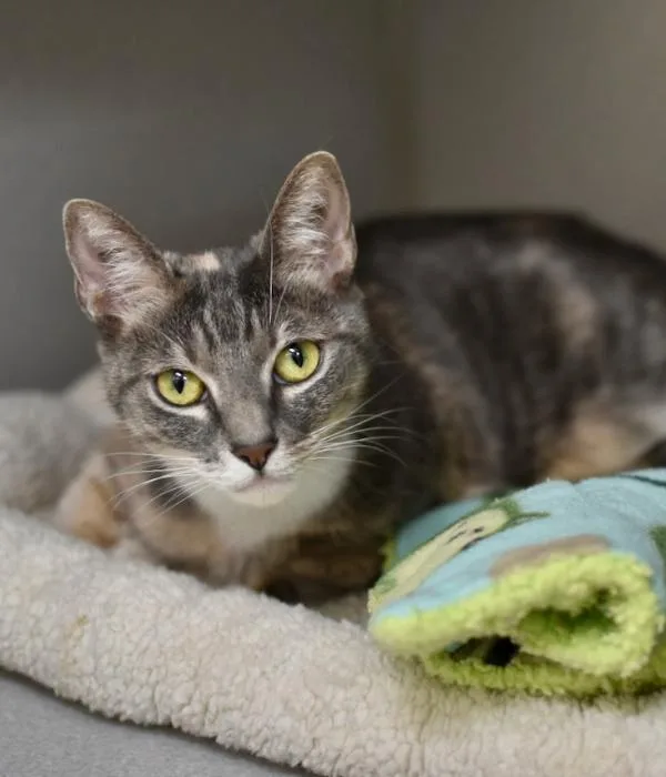 An adult medium-sized female Dilute Calico Domestic Short Hair cat named Zuki for adoption in Marietta, GA