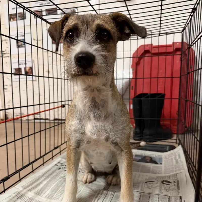 A young medium-sized female Yellow / Tan / Blond / Fawn Terrier dog named Tootsie for adoption in Edinburg, TX