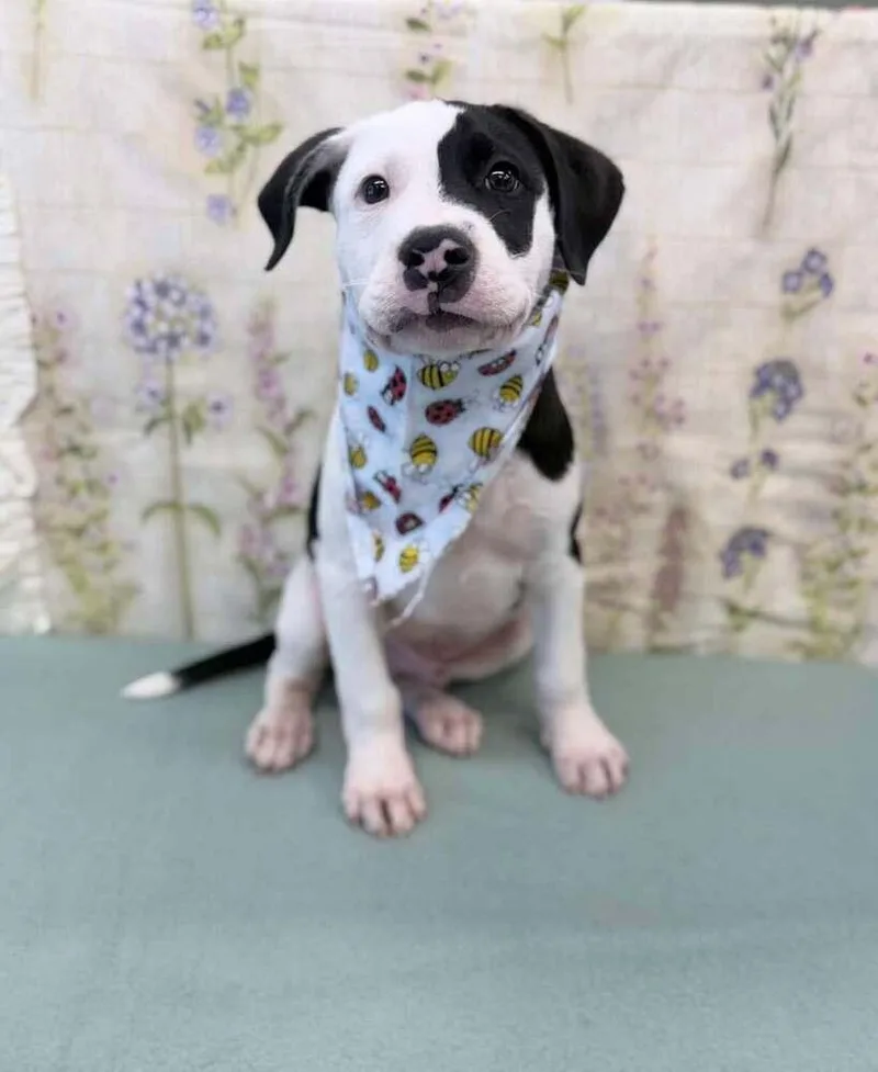 A young medium-sized male Tricolor (Brown, Black, & White) Border Collie dog named Mac for adoption in Aurora, CO