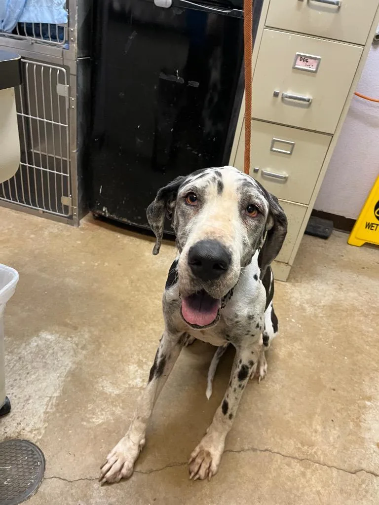 A young extra large-sized female Great Dane dog named Cow for adoption in New Braunfels, TX