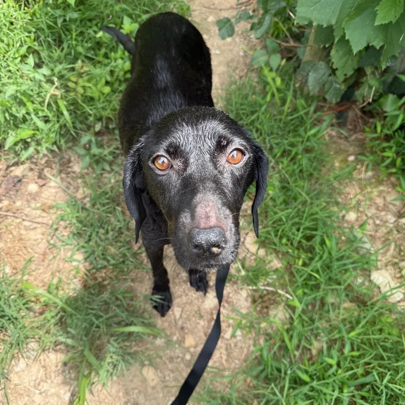 An adult small-sized female Black Labrador Retriever dog named Harper for adoption in Rockville, MD