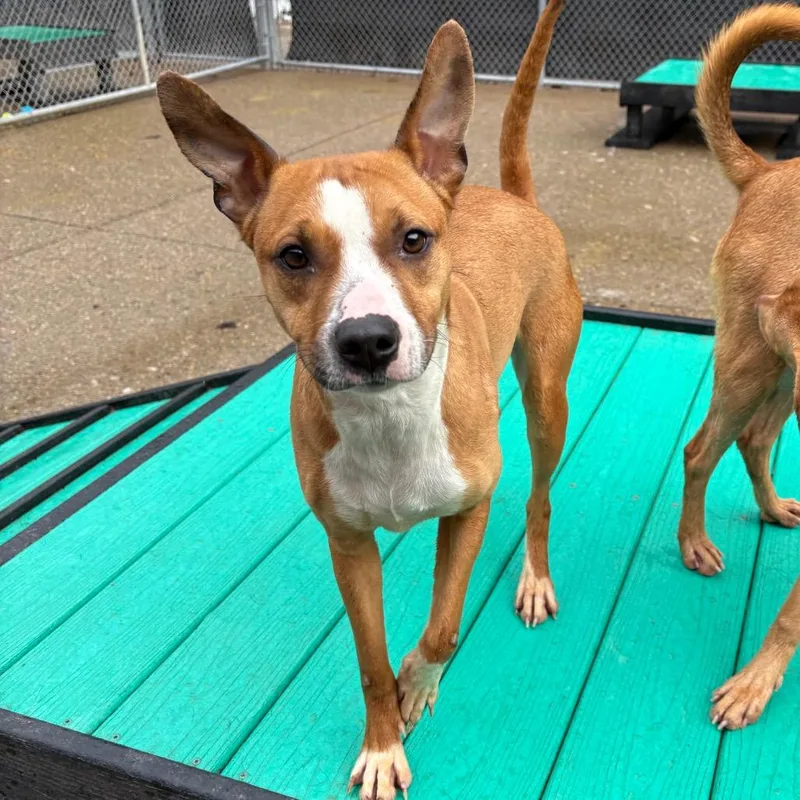 Chevelle thumbnail 2