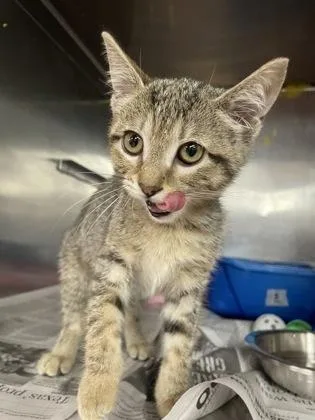 A baby small-sized female Domestic Short Hair cat named Willow for adoption in Houston, TX