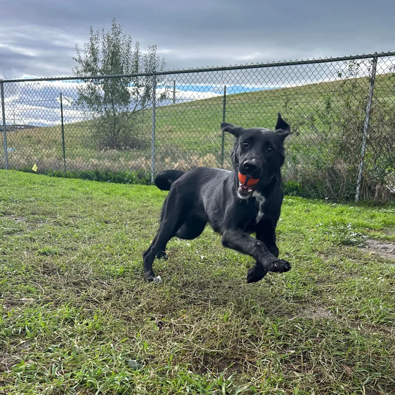 A young medium-sized female Black Labrador Retriever dog named Charlie for adoption in Lindon, UT