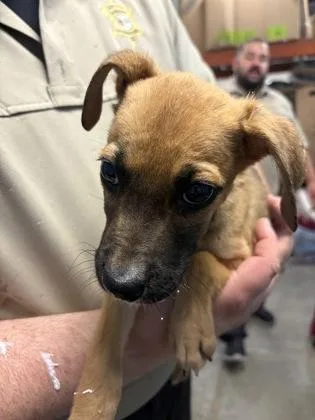A baby small-sized male Mixed Breed dog named Luey for adoption in Seneca, SC