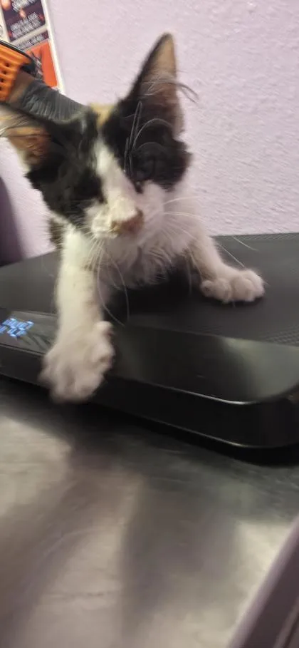 A baby small-sized female Black Domestic Short Hair cat named 61334789 for adoption in El Paso, TX