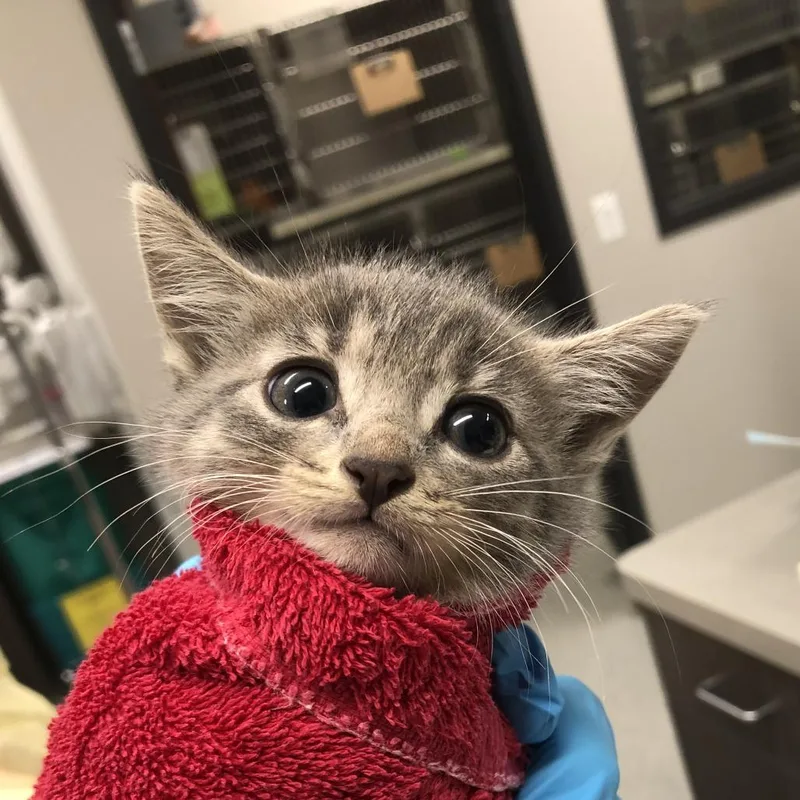 A baby small-sized female Brown / Chocolate Domestic Short Hair cat named Moonstone for adoption in Oak Park, IL