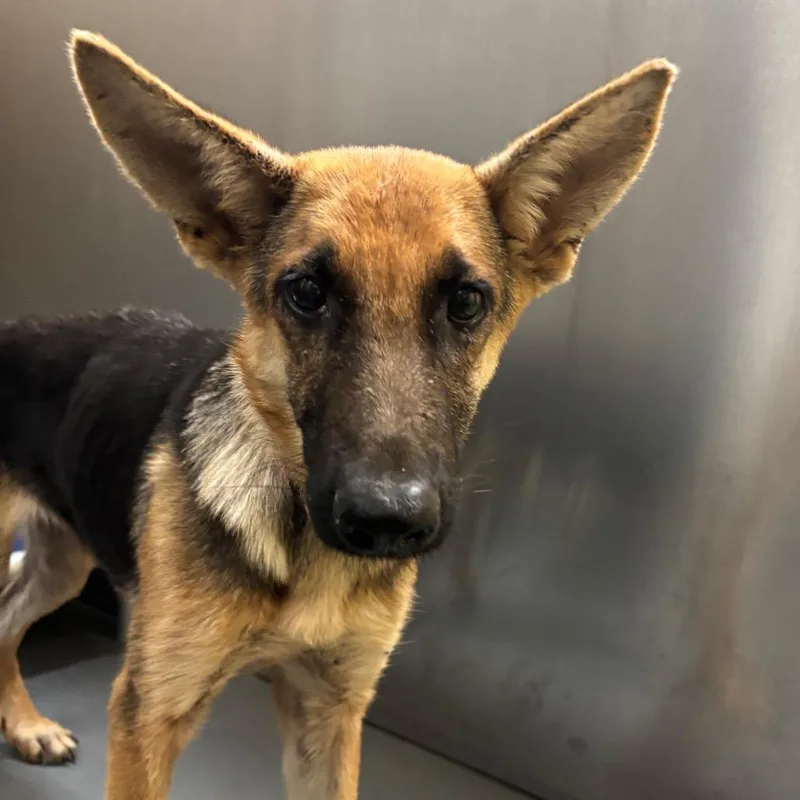 A young medium-sized female German Shepherd Dog dog named Luna for adoption in Brentwood, TN