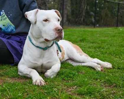 An adult large-sized female Mixed Breed dog named Manchas for adoption in Chamblee, GA