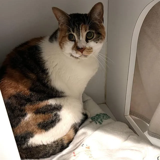 An adult small-sized female Domestic Short Hair cat named Pippin for adoption in Methuen, MA