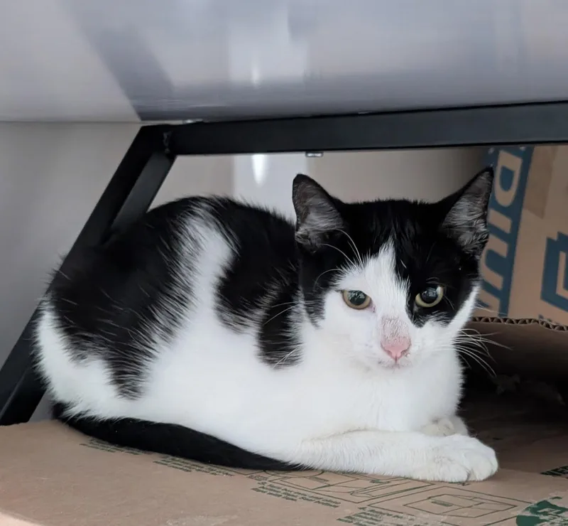 A baby medium-sized female Black & White / Tuxedo Domestic Short Hair cat named Silo for adoption in Island Lake, IL