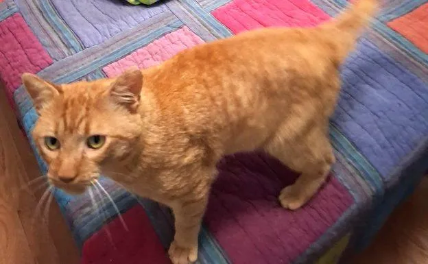 A young medium-sized male Tabby (Orange / Red) Tabby cat named Serrano for adoption in Anchorage, AK
