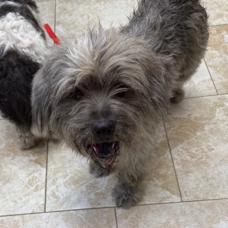 An adult medium-sized male Yellow / Tan / Blond / Fawn Havanese dog named Lucien for adoption in Galveston, TX