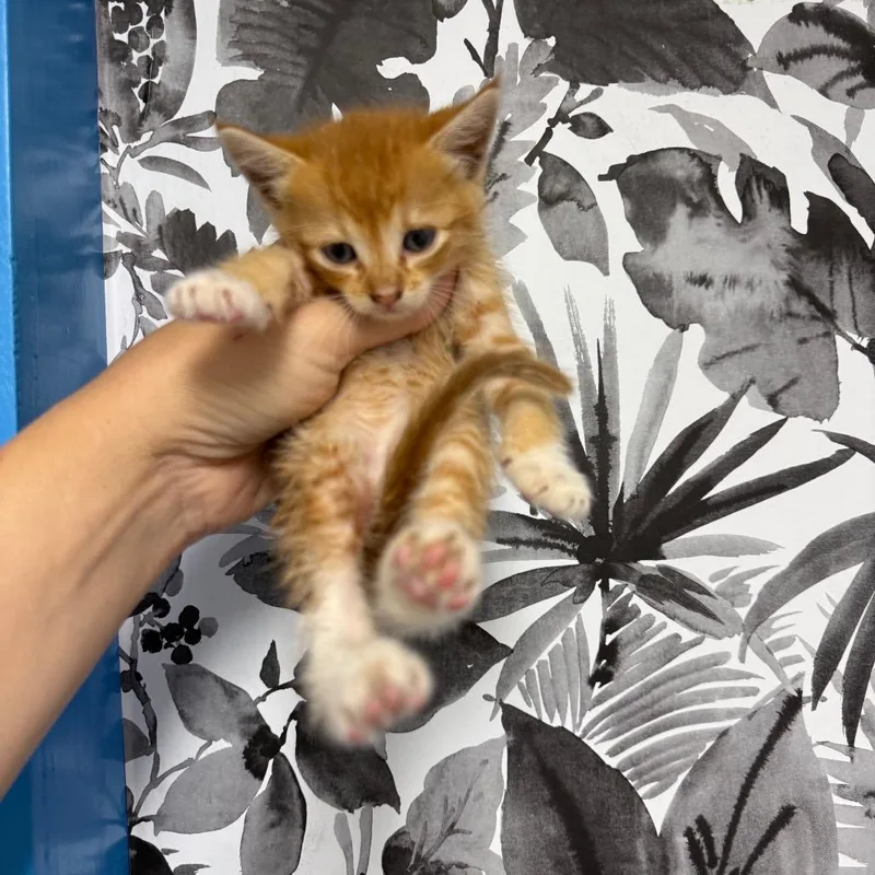 A baby small-sized male Orange / Red Domestic Short Hair cat named Flatbread for adoption in Wahiawa, HI