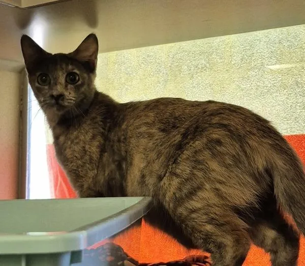 A young medium-sized female Domestic Short Hair cat named Mila for adoption in Silverdale, WA