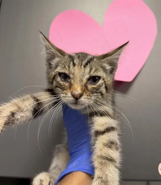 A baby small-sized female Domestic Short Hair cat named Iris for adoption in Ontario, CA