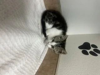 A baby small-sized male Domestic Short Hair cat named Dave for adoption in Norco, CA