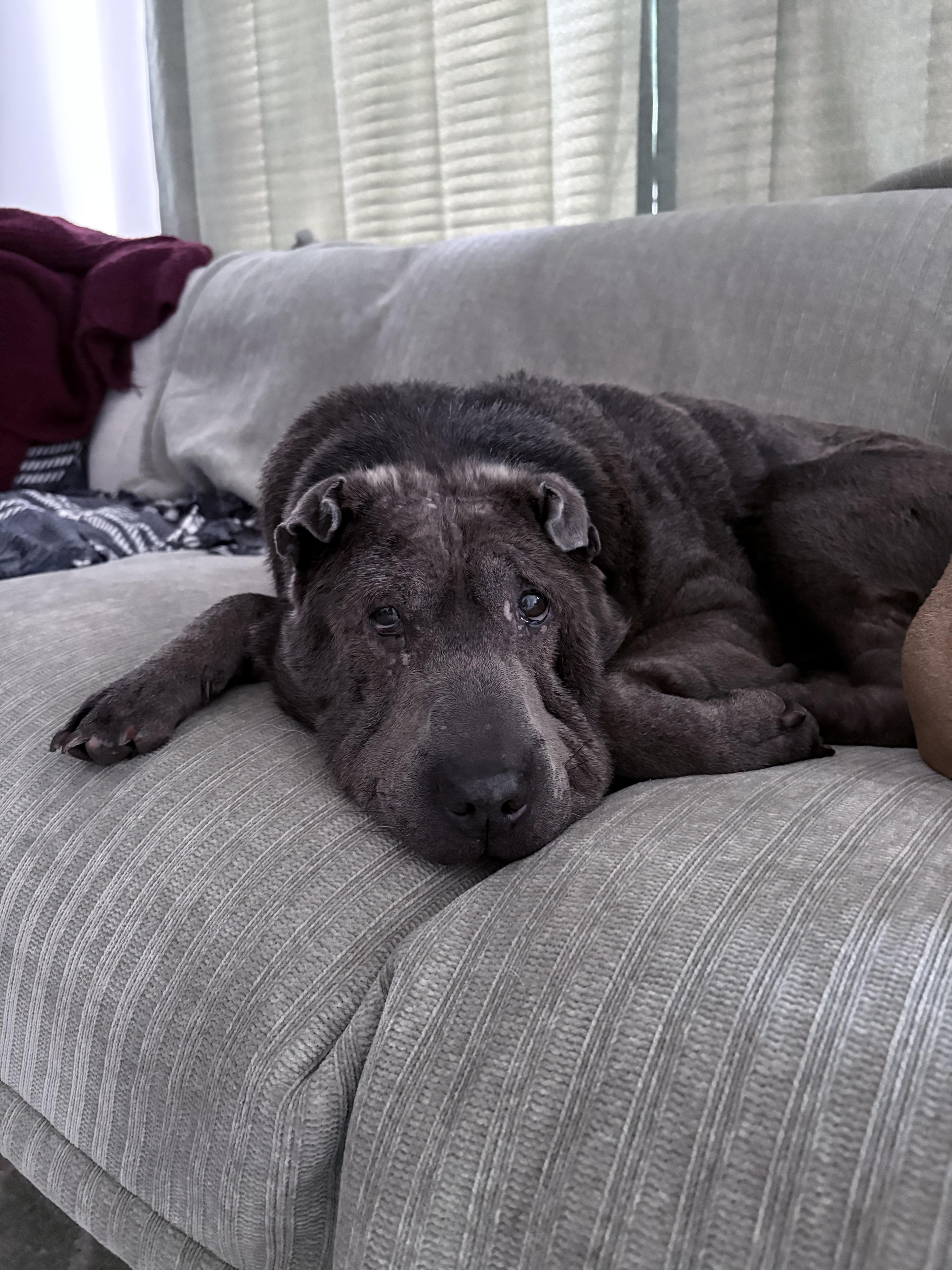 A senior medium-sized male Shar-Pei dog named Thor for adoption in Roy, UT