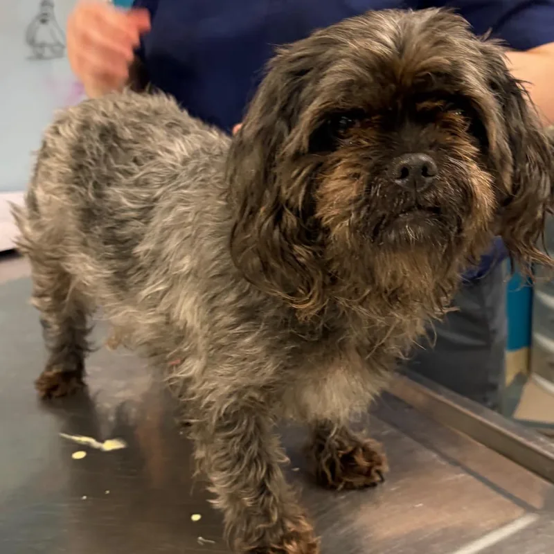 An adult small-sized female Black Shih Tzu dog named Ebony for adoption in Vineland, NJ